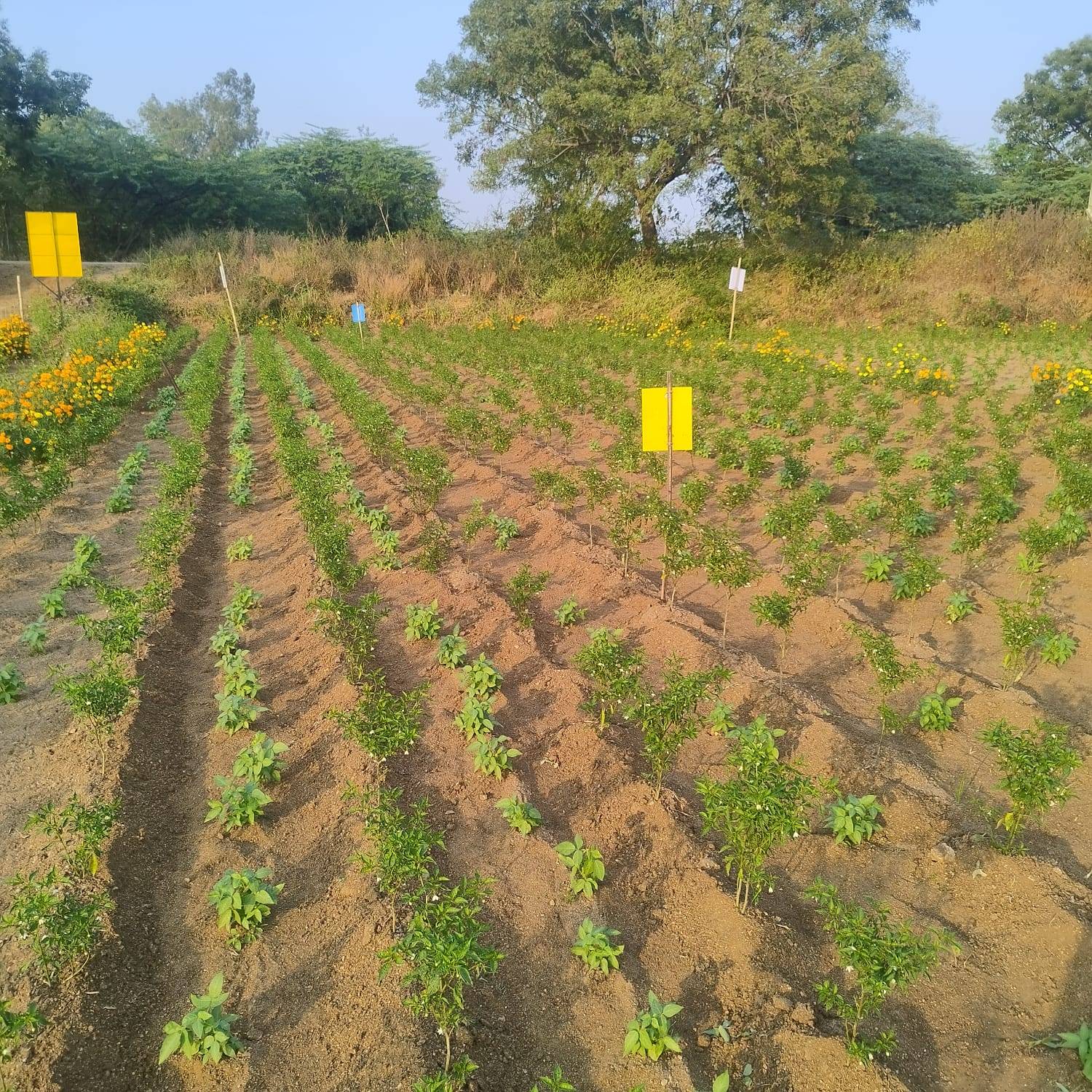 A photo of a field with young plants arranged in rows, featuring yellow traps and border crops, managed effectively with the AI farming app for sustainable pest control and crop health.