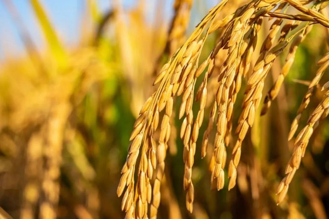 A close-up photo of golden rice stalks in a field, ready for harvest, showcasing the successful crop management enabled by the AI farming app for sustainable and efficient farming practices.