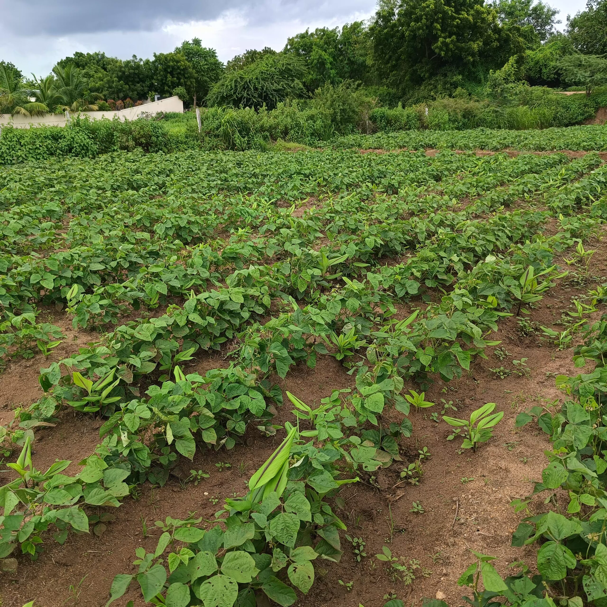 A field of turmeric plants interspersed with cover crops, growing in neat rows on a soil surface under a cloudy sky, with green vegetation and trees in the background, illustrating sustainable turmeric farming with cover cropping.