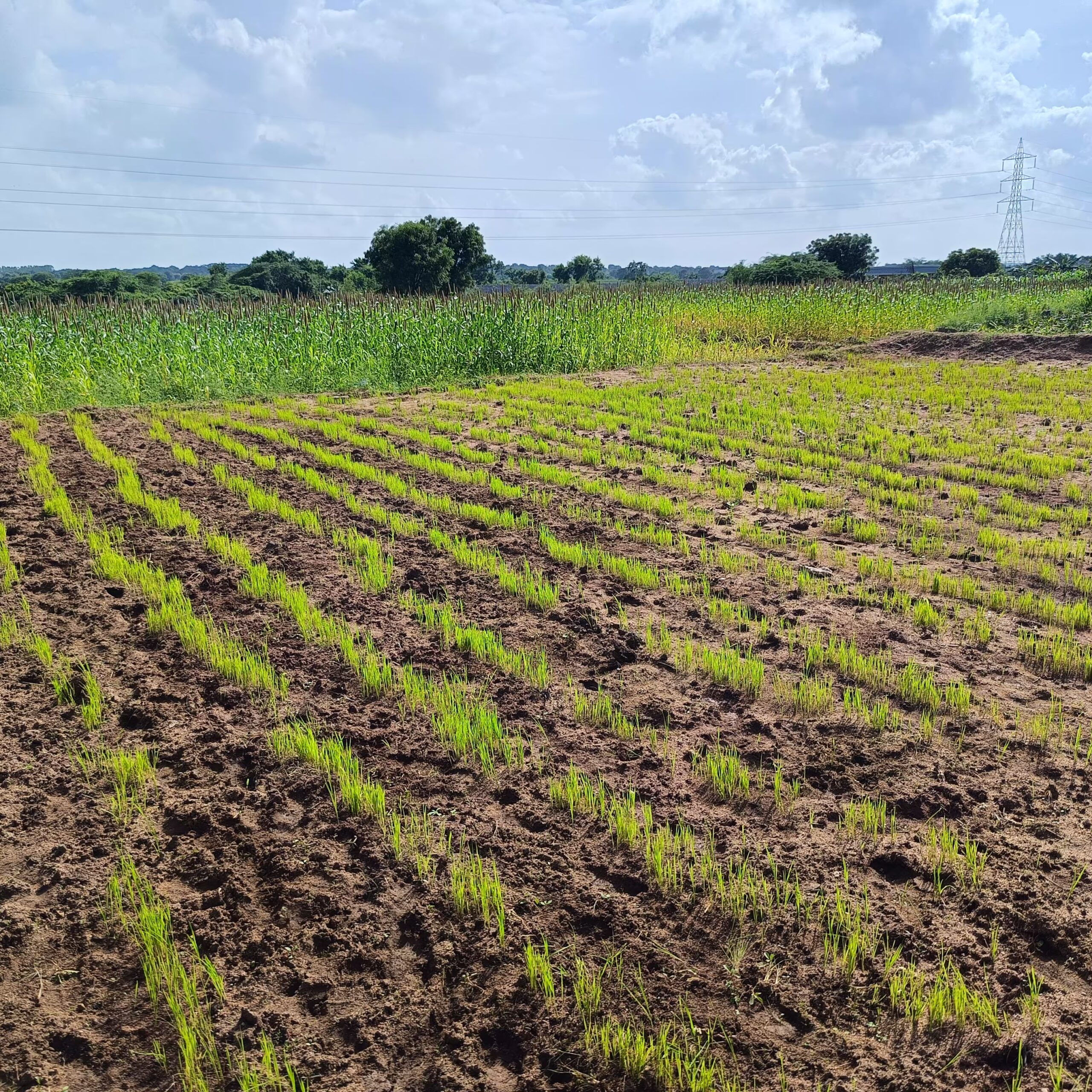 A field of healthy paddy plants growing in neat rows on a soil surface under a partly cloudy sky, with green vegetation and a transmission tower in the background. The image showcases sustainable rice farming practices.