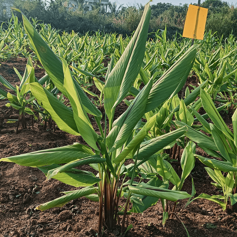 A photo of lush green turmeric plants growing in a field, demonstrating healthy crop development supported by the AI farming app for sustainable and efficient agricultural practices.