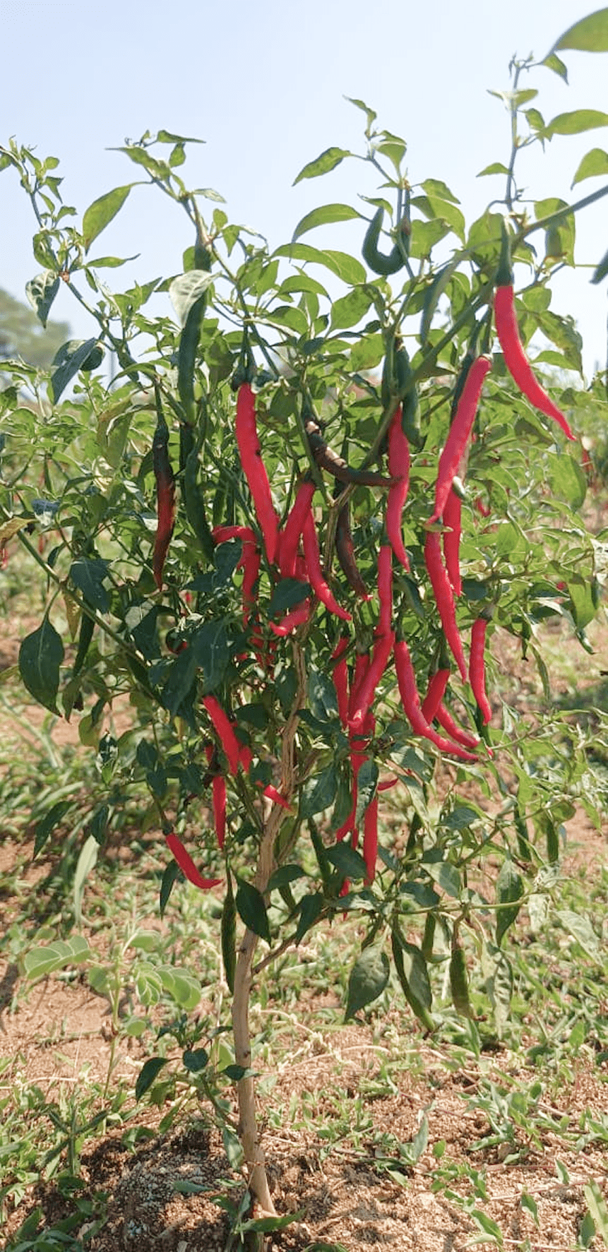 A photo of vibrant red chili peppers growing on a lush green plant in a field, showcasing healthy crop growth supported by the AI farming app for sustainable farming practices.