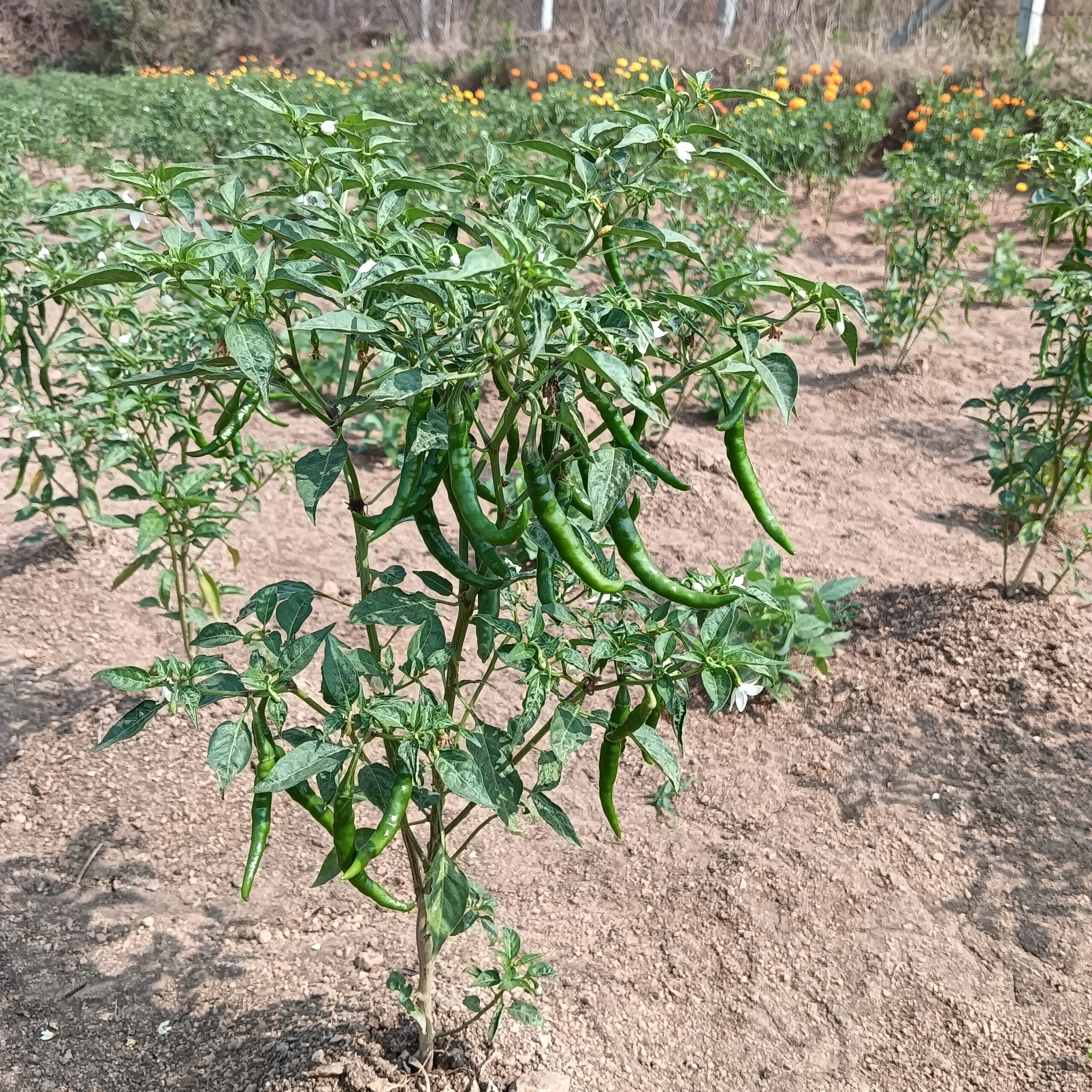 A photo of a healthy pepper field with vibrant green plants bearing green chili peppers, thriving under the management supported by the AI farming app for sustainable agriculture.