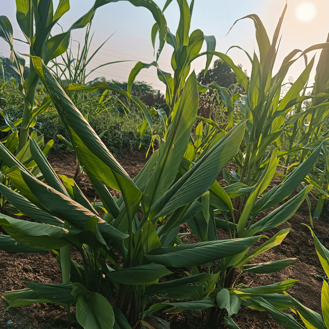 A field of turmeric plants with maize as an intercrop, featuring tall green maize stalks and turmeric leaves under a partly cloudy sky with the sun setting in the background, demonstrating sustainable intercropping practices.